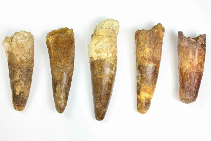 Lot: to Bargain Spinosaurus Teeth - Pieces #141594
